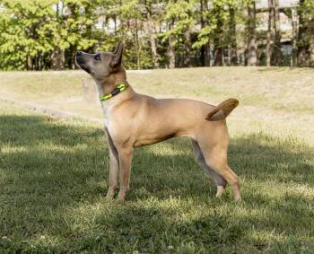 Mixed Breed Dogs Available for Adoption in Durham, North Carolina - Joie | PetCurious