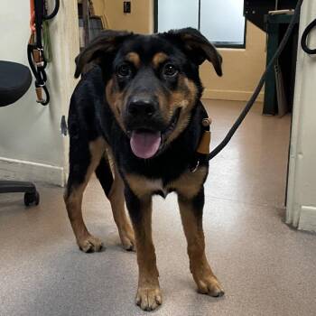 Flint Lockwood -  Rottweiler and Labrador Retriever Dog for Adoption in Pasadena, California - Flint Lockwood | PetCurious