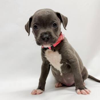679 (2026) Wren -  Pit Bull Terrier and Mixed Breed Dog for Adoption in Parker, Colorado - 679 (2026) Wren | PetCurious