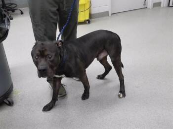Boxer and Mixed Breed Dogs Available for Adoption in Omaha, Nebraska - OSCAR | PetCurious