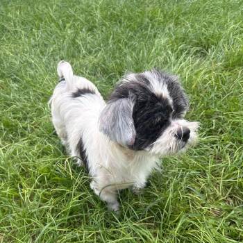 Rufus "Pocket" -  Shih Tzu and Mixed Breed Dog for Adoption in Houston, Texas - Rufus "Pocket" | PetCurious