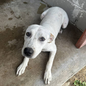 Rescue Pit Bull Terrier Dogs for Adoption in Austin, Texas - Denali | PetCurious