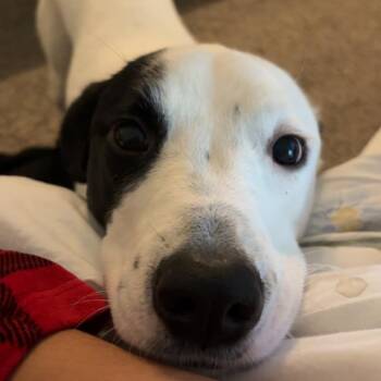 Benji -  Border Collie and Pit Bull Terrier Dog for Adoption in South Elgin, Illinois - Benji | PetCurious