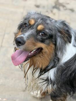 Australian Shepherd Dogs Available for Adoption in Alexandria, Virginia - Duke | PetCurious