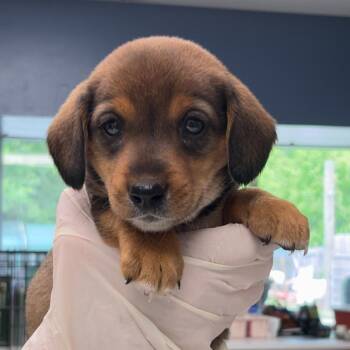 Beagle and Labrador Retriever Dogs Available for Adoption in Maynardville, Tennessee - Kit Kat | PetCurious