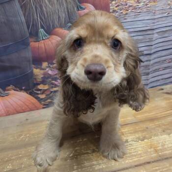 Chomper -  Cocker Spaniel Dog for Adoption in Normal, Illinois - Chomper | PetCurious
