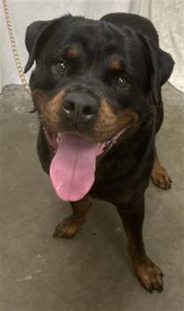 SHERIFF -  Rottweiler Dog for Adoption in Rosenberg, Texas - SHERIFF | PetCurious