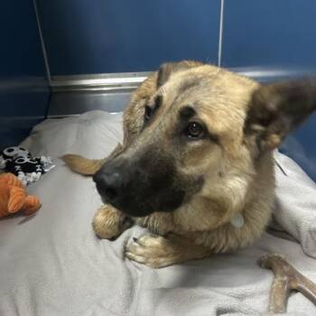 Stevie -  German Shepherd Dog and Mixed Breed Dog for Adoption in Merriam, Kansas - Stevie | PetCurious