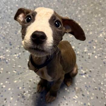 Adam -  Pit Bull Terrier and Mixed Breed Dog for Adoption in Tuscaloosa, Alabama - Adam | PetCurious