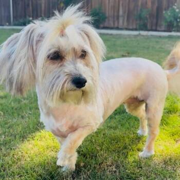 Poodle Dogs Available for Adoption in Sonoma, California - Millie | PetCurious