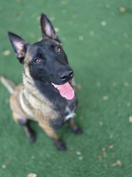 Abigail -  Belgian Shepherd Malinois Dog for Adoption in Woodland, California - Abigail | PetCurious