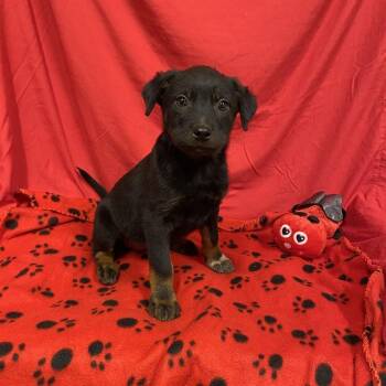 A614706 -  Australian Cattle Dog Blue Heeler and Mixed Breed Dog for Adoption in Modesto, California - A614706 | PetCurious