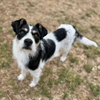 German Wirehaired Pointer and Mixed Breed Dogs Available for Adoption - Moo Moo | PetCurious