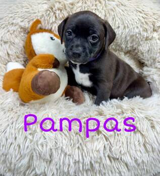 Labrador Retriever Dogs Available for Adoption in Newport, Kentucky - Pampas | PetCurious
