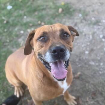 Rescue Great Dane and American Staffordshire Terrier Dogs for Adoption in Collinsville, Oklahoma - Tank | PetCurious