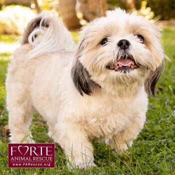 Magic -  Shih Tzu Dog for Adoption in Marina Del Rey, California - Magic | PetCurious