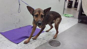 A2098070 -  Labrador Retriever and Mixed Breed Dog for Adoption in Houston, Texas - A2098070 | PetCurious