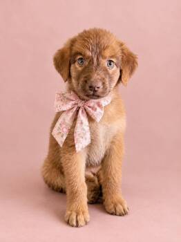 Hazel -  Great Pyrenees and Australian Shepherd Dog for Adoption in Houston, Texas - Hazel | PetCurious