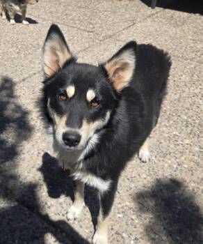 Husky and Border Collie Dogs Available for Adoption - Huskatina | PetCurious