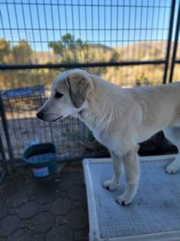 Rescue Anatolian Shepherd and Akbash Dogs for Adoption in Reno, Nevada - Gourdy A552711 | PetCurious