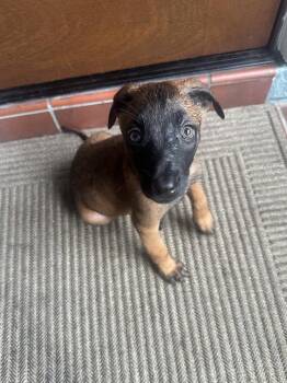 Fish Litter  - Tetra - Located in FL -  Belgian Shepherd Malinois Dog for Adoption in Imlay City, Michigan - Fish Litter  - Tetra - Located In FL | PetCurious
