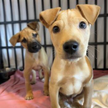 Sheraton -  Mixed Breed Dog for Adoption in Moab, Utah - Sheraton | PetCurious