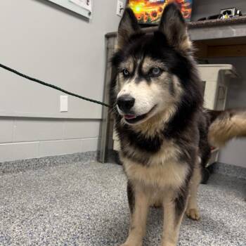 Kya -  Mixed Breed Dog for Adoption in Greenville, South Carolina - Kya | PetCurious