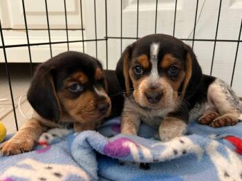 Wasabi -  Beagle Dog for Adoption in Charleston, South Carolina - Wasabi | PetCurious