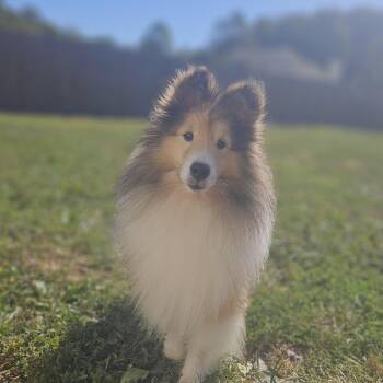 Sly -  Shetland Sheepdog Sheltie Dog for Adoption in Ramsey, Indiana - Sly | PetCurious