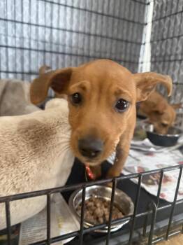 Chihuahua and Dachshund Dogs Available for Adoption in Sanford, Florida - Tater Tot | PetCurious