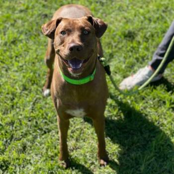 Mocha -  Mixed Breed and Labrador Retriever Dog for Adoption in San Diego, California - Mocha | PetCurious