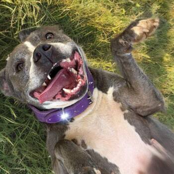 Belle -  American Staffordshire Terrier Dog for Adoption in Kingman, Arizona - Belle | PetCurious