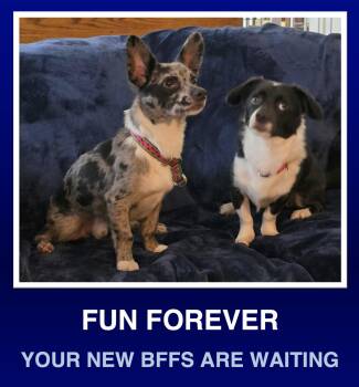 Ken and Ceile -  Dachshund and Terrier Dog for Adoption in Morrisville, Pennsylvania - Ken And Ceile | PetCurious