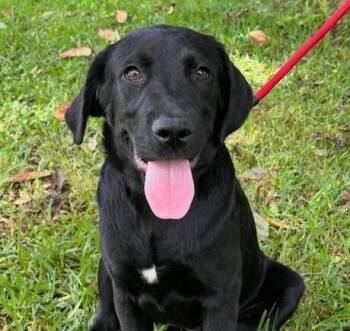 Pup Grace -  Labrador Retriever Dog for Adoption in Washington, District Of Columbia - Pup Grace | PetCurious