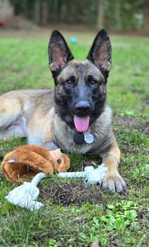 Rescue German Shepherd Dog Dogs for Adoption in Junction City, Oregon - Elsa | PetCurious