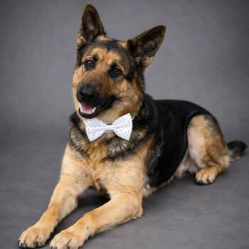 German Shepherd Dog Dogs Available for Adoption in Lucas, Texas - MONTY GS  | PetCurious