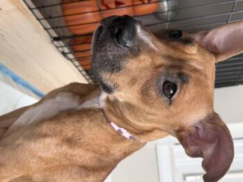 Delilah -  Pit Bull Terrier and American Staffordshire Terrier Dog for Adoption in St. Clair Shores, Michigan - Delilah | PetCurious