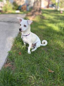 Milo -  Chihuahua Dog for Adoption in Millcreek, Utah - Milo | PetCurious