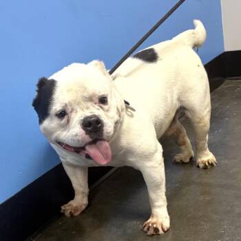 English Bulldog and Mixed Breed Dogs Available for Adoption in Tyrone, Georgia - Baconator 04-2420 | PetCurious