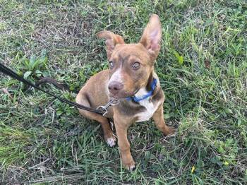 Rescue German Shepherd Dog and Mixed Breed Dogs for Adoption in Mckinleyville, California - WILL | PetCurious