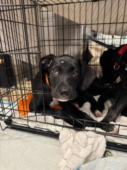 Leroy -  Labrador Retriever and Mixed Breed Dog for Adoption in Valley Stream, New York - Leroy | PetCurious