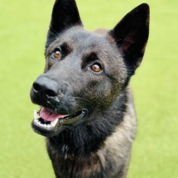 Rescue Dutch Shepherd Dogs for Adoption in Peachtree City, Georgia - River | PetCurious