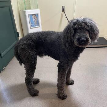 Standard Poodle Dogs Available for Adoption in Pasadena, California - Clyde | PetCurious