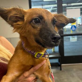 Softy -  Shepherd and Mixed Breed Dog for Adoption in Tampa, Florida - Softy | PetCurious