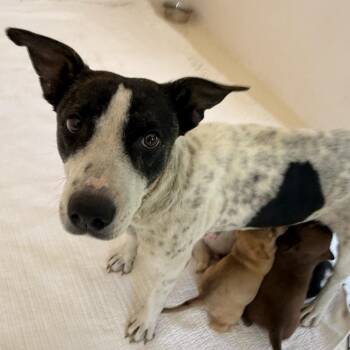 Rosie 6213 -  Mixed Breed Dog Available for Adoption in Loxahatchee Groves, Florida - Rosie 6213 | PetCurious