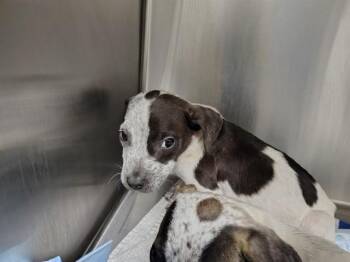 Pit Bull Terrier Dogs Available for Adoption in Ocala, Florida - A382971 | PetCurious
