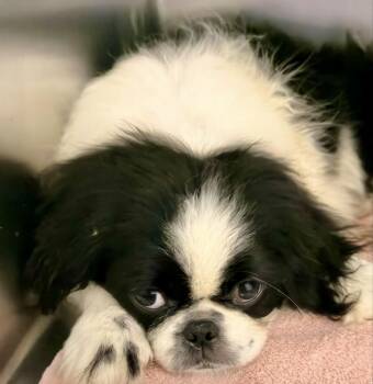 Pekingese -  Pekingese Dog for Adoption in Lawrenceville, Georgia - Pekingese | PetCurious