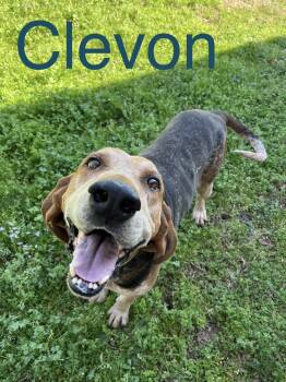 Clevon -  Hound Dog for Adoption in Zimmerman, Minnesota - Clevon | PetCurious