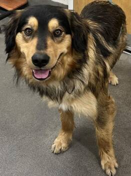 Bernese Mountain Dog and Australian Shepherd Dogs Available for Adoption - GOOSE | PetCurious