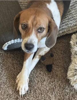 Mia -  Beagle and Mixed Breed Dog for Adoption in Atlanta, Georgia - Mia | PetCurious